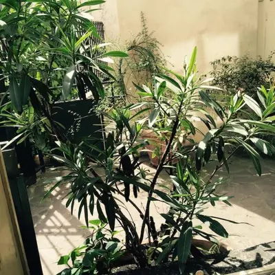 Jardin de l'établissement Elegant flat in the historic center of Paris