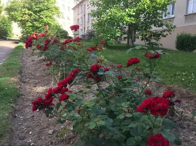 Jardin de l'établissement Appartement de designer, Grand Paris pour 6 personnes, Metro 14