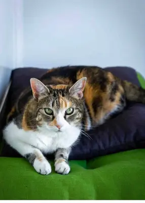 Animal ou animaux domestique(s) séjournant avec des clients dans l'établissement Les Marais