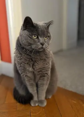 Animal ou animaux domestique(s) séjournant avec des clients dans l'établissement Chambre calme et lumineuse en plein coeur de Paris