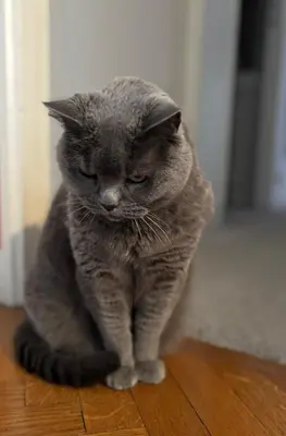 Animal ou animaux domestique(s) séjournant avec des clients dans l'établissement Chambre calme et lumineuse en plein coeur de Paris