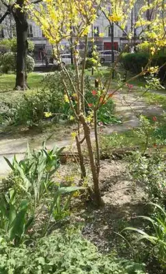 Jardin de l'établissement 1 Chambre Arena - La Chapelle