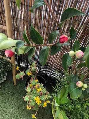 Jardin de l'établissement Chambre Privée avec salon Châtillon près de Paris