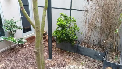Jardin de l'établissement studio d'ALO