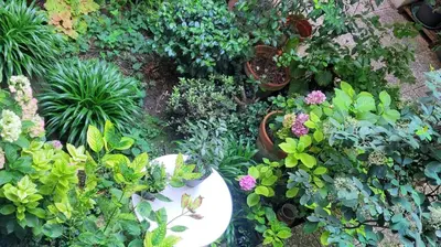 Jardin de l'établissement Une chambre à Paris 20eme avec un petit jardin