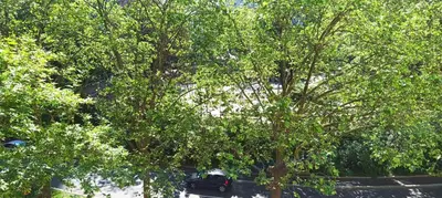 Jardin de l'établissement Cosy Studio La Defense