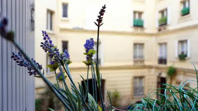 Jardin de l'établissement Paris Apartment with Parisian Ambience in Elegant 16th Arrondissement