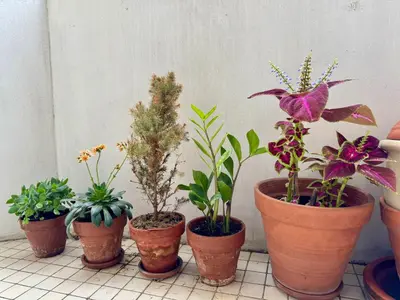 Jardin de l'établissement Chambre privée chez l'habitant - Parking Métro - Paris Porte de Versailles