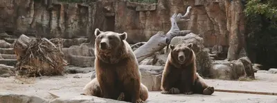 Animaux dans la maison de vacances ou à proximité