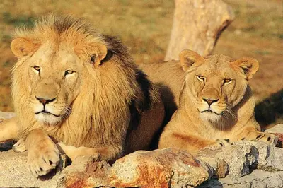 Animaux dans la maison de vacances ou à proximité