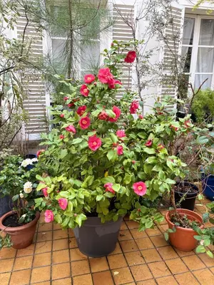 Jardin de l'établissement Champs Élysées