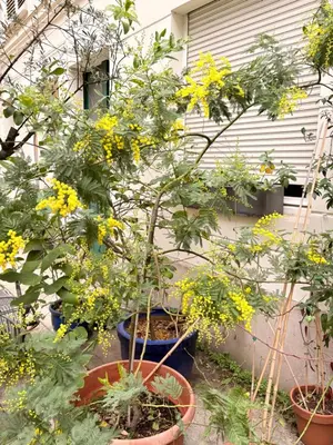 Jardin de l'établissement Champs Élysées