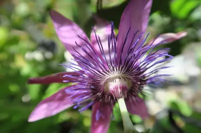 Plan de l'établissement Beau 4 pièces dans coin de verdure