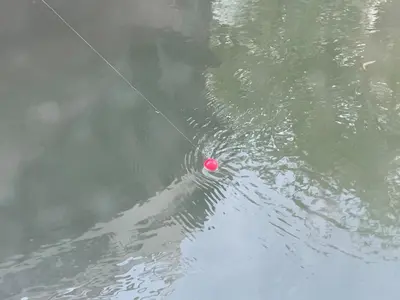Vue sur la rivière ou le fleuve situé(e) à proximité de l'appartement