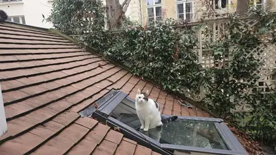 Animal ou animaux domestique(s) séjournant avec des clients dans l'établissement Chez Roméo