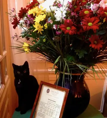 Animal ou animaux domestique(s) séjournant avec des clients dans l'établissement Hôtel Chopin