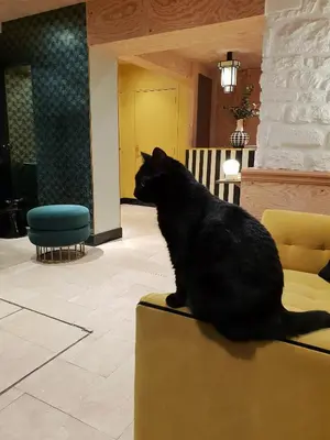 Animal ou animaux domestique(s) séjournant avec des clients dans l'établissement Denfert-Montparnasse