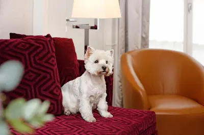 Animal ou animaux domestique(s) séjournant avec des clients dans l'établissement Hotel Opéra Richepanse
