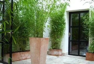 Jardin de l'établissement Hôtel Tingis