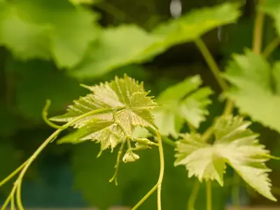 Jardin de l'établissement Hier et Aujourd’hui 21
