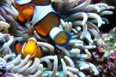 Animaux dans l'appartement ou à proximité