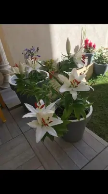 Jardin de l'établissement maison avec 5 chambres et jardin à Malakoff